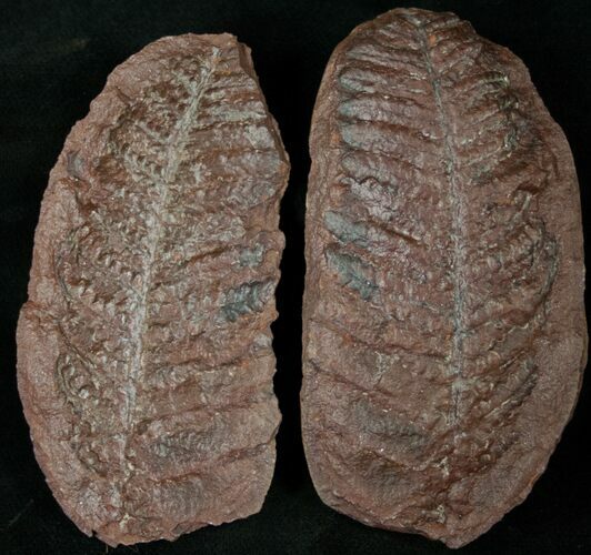 Million Year Old Fern Fossil (pos & neg) #14522